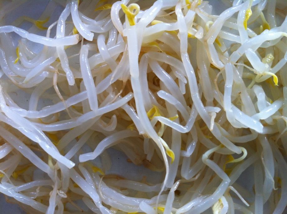 Canned Mung Bean sprouts